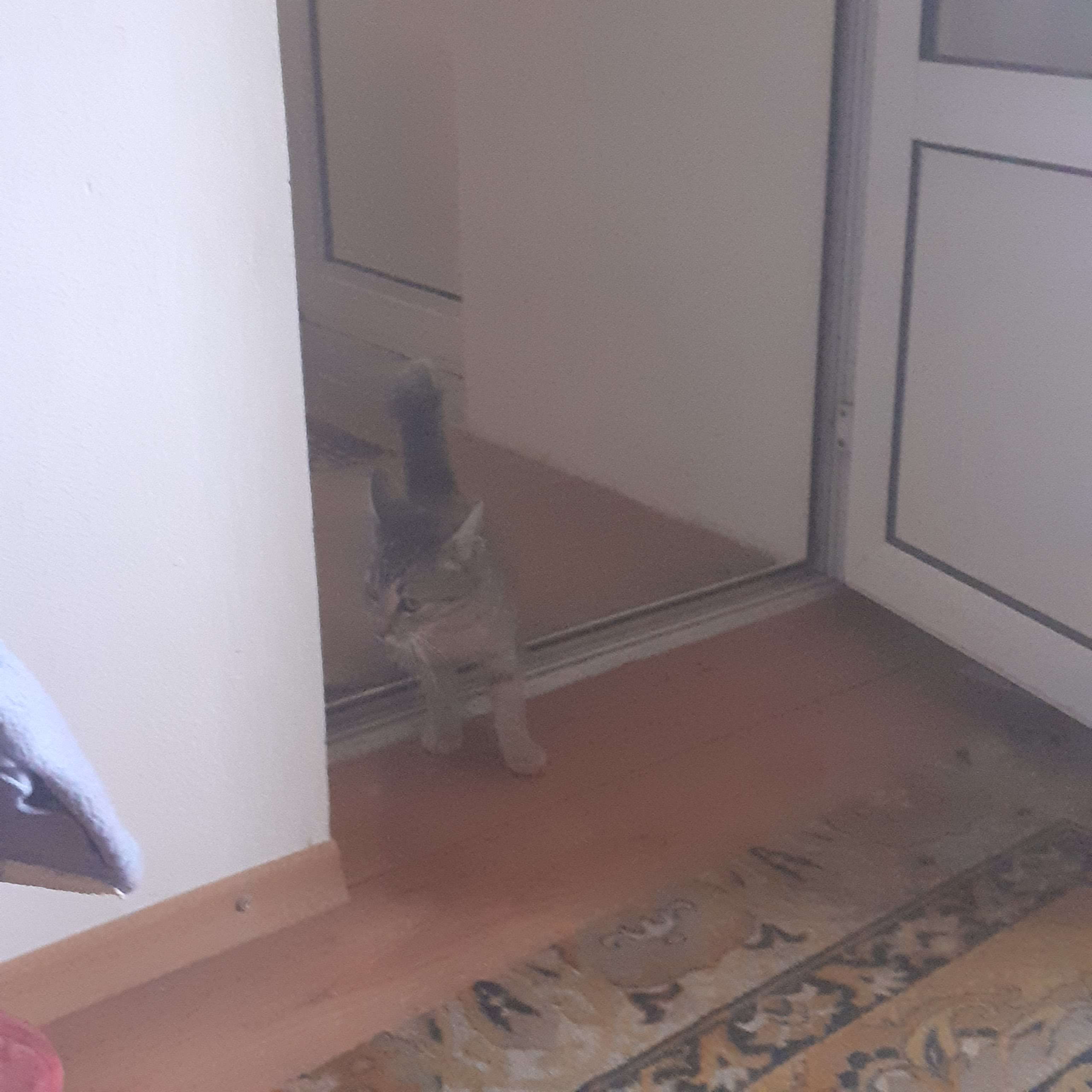 literally just some random cat that walked into my grandma's house